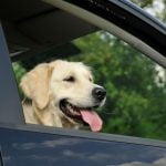 Viajar con perros: consejos de transporte